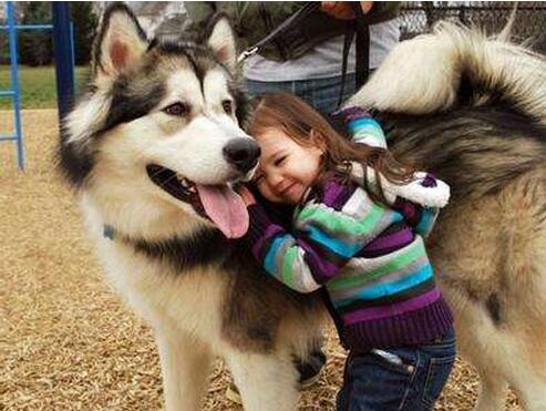 养阿拉斯加的好处,阿拉斯加犬好养吗优缺点有哪些