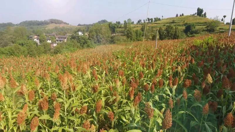 高粱品种图片大全,高粱乌米图片