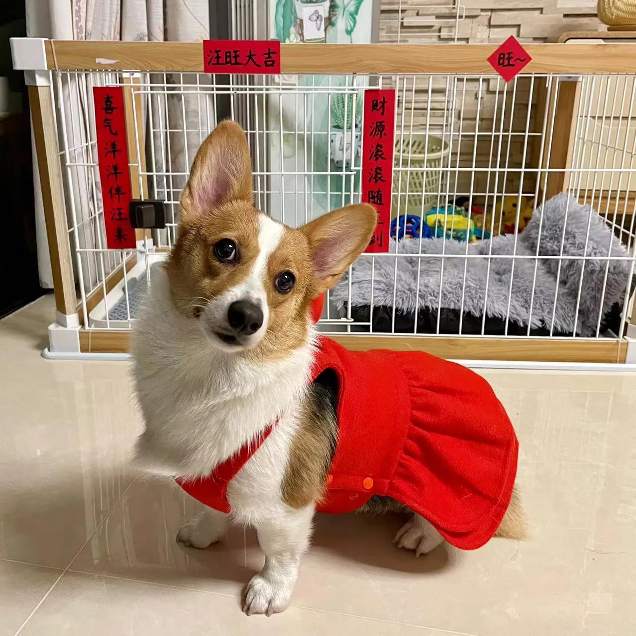 爱宠记‖像对爱情一样慎重