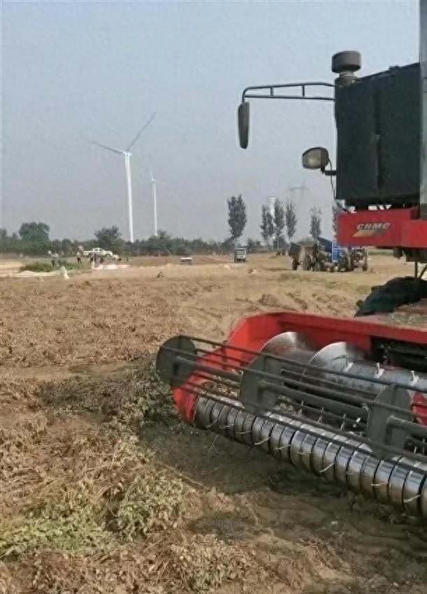 河南禁收花生相关责任人怎么处罚,河南禁收花生