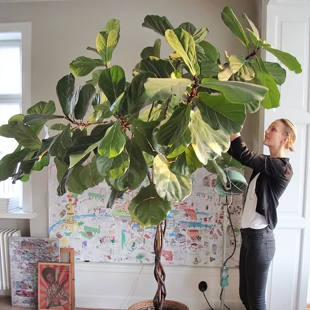 绿巨人盆栽能放在客厅,绿巨人室内大型盆栽