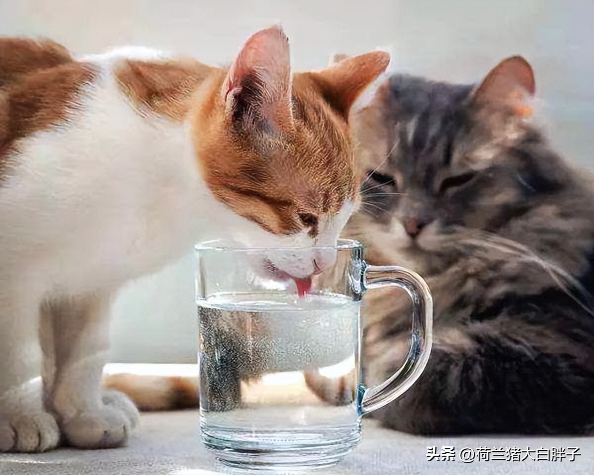 为什么猫咪不爱喝水？怎样让猫咪多喝水