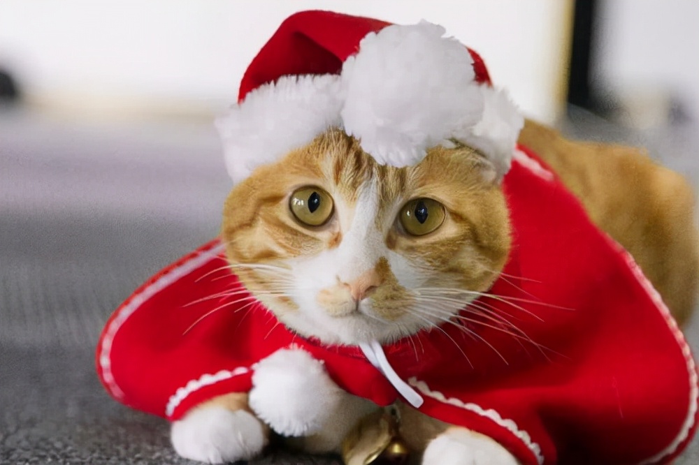 猫咪被冻着了该怎么办呀,猫咪被冻坏了