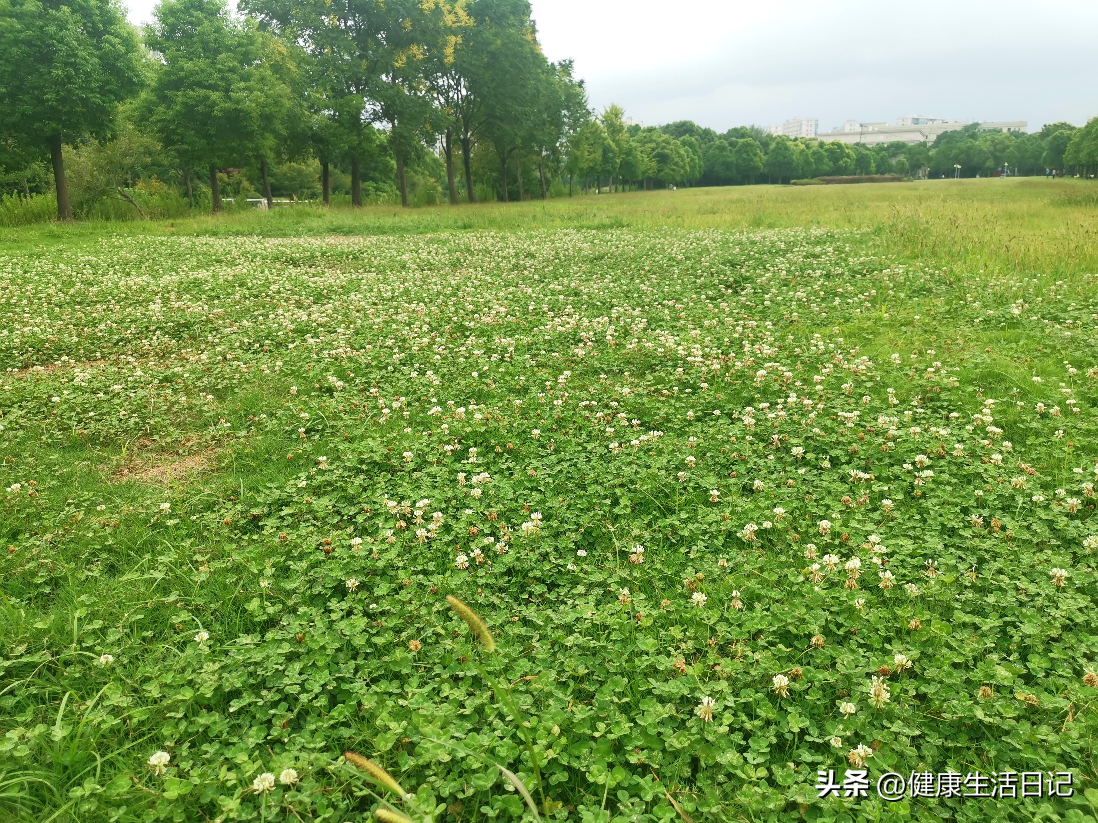 上海三林的公园,上海浦东三林公园在哪里