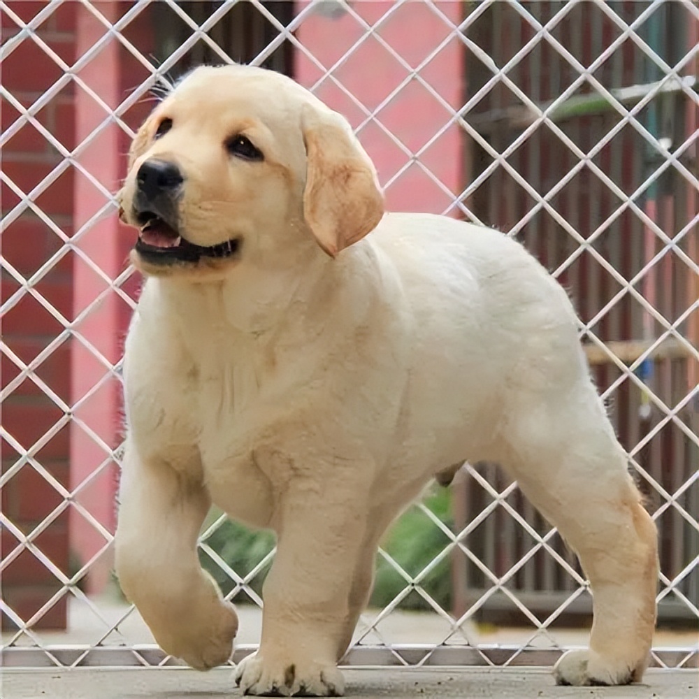 拉布拉多怎么分别是不是拉布拉多,拉布拉多犬为什么叫拉布拉多