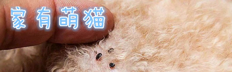 猫咪常见的皮肤病配图和名称,养猫常见病