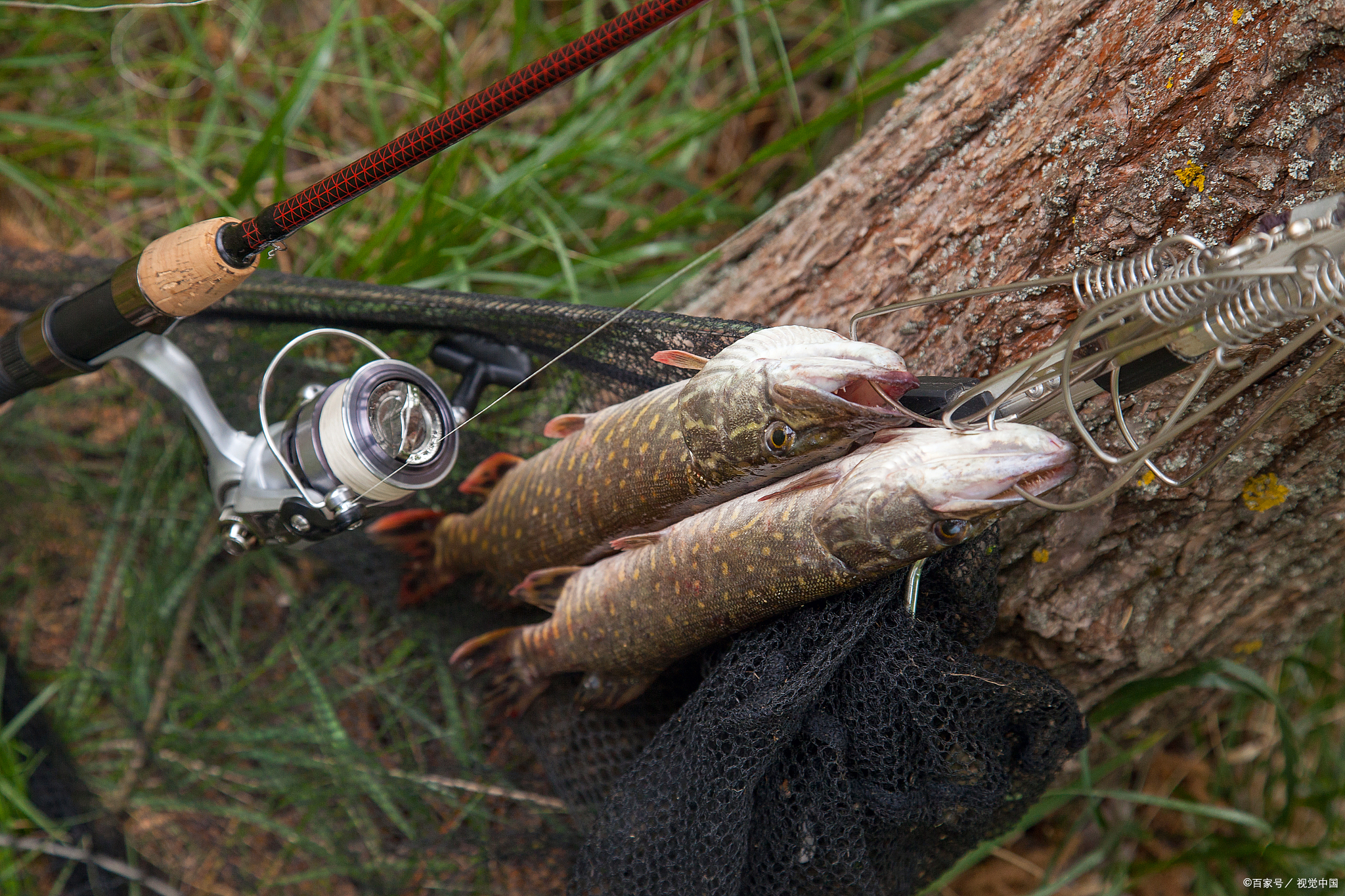 路亚威海鱼竿,威海海钓路亚鱼竿推荐