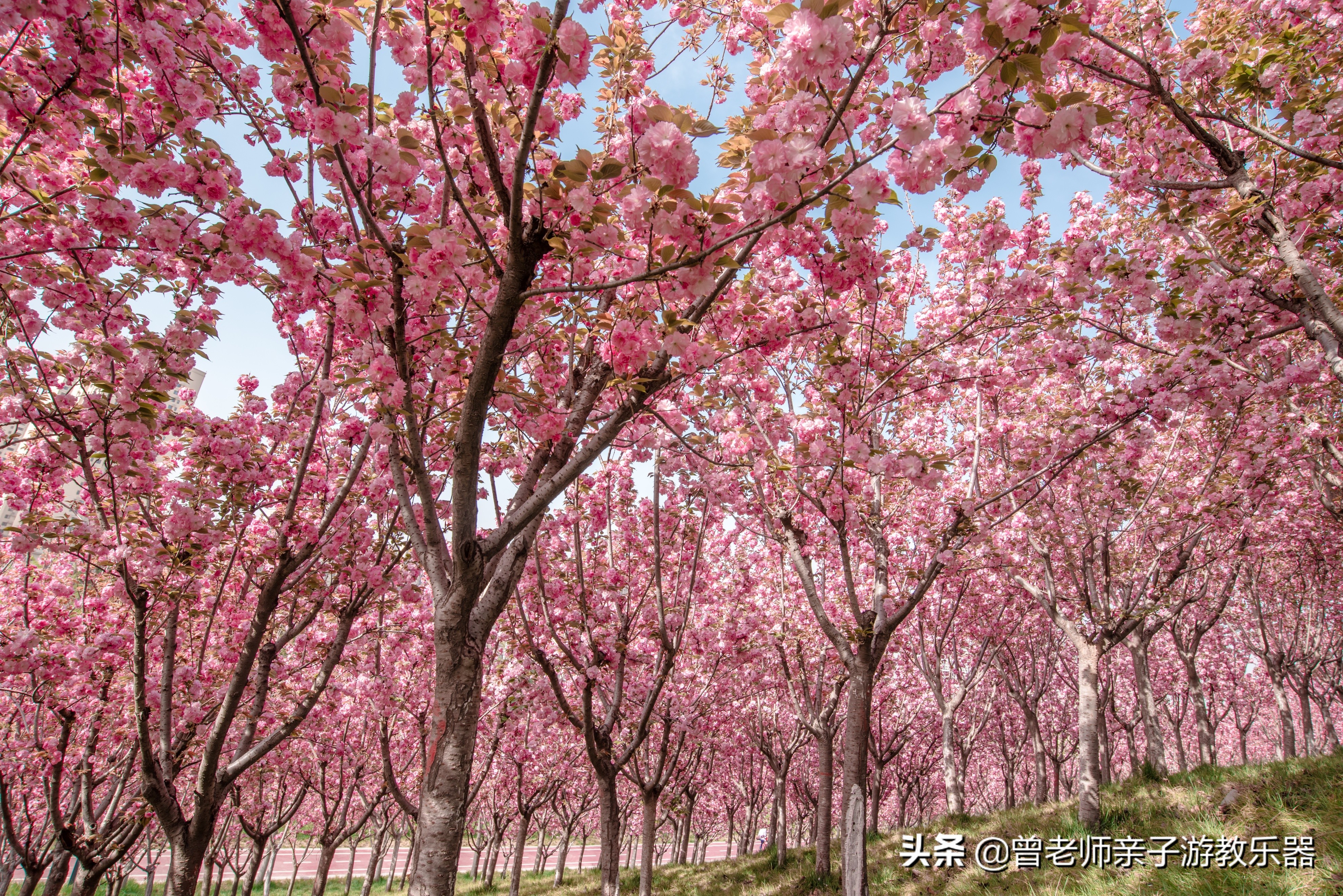 2022西安遛娃一日游的绝佳去处,2022年春节西安遛娃去哪玩最合适