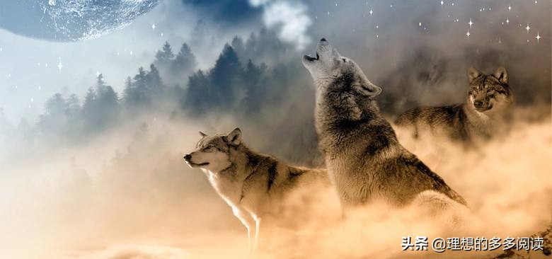 什么才是真正的狼性,狼性的真正原因