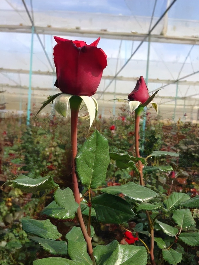 受全球疫情影响经济怎样,受疫情影响全球经济出现危机