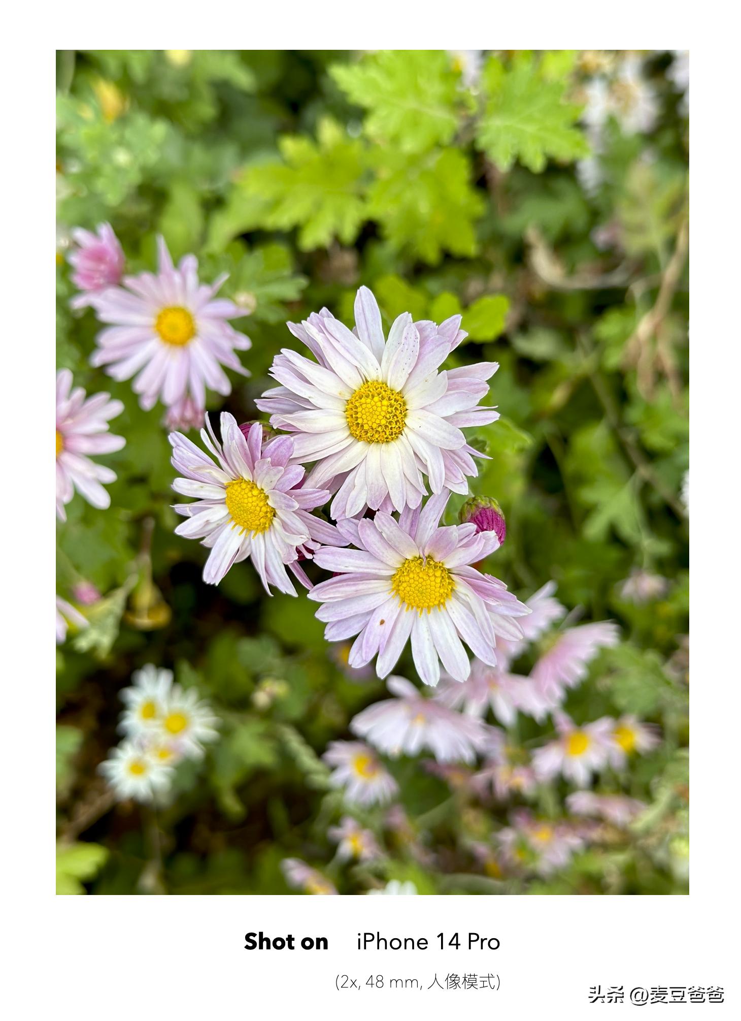 如何利用苹果14手机拍高清图片,iphone14如何拍出好看照片