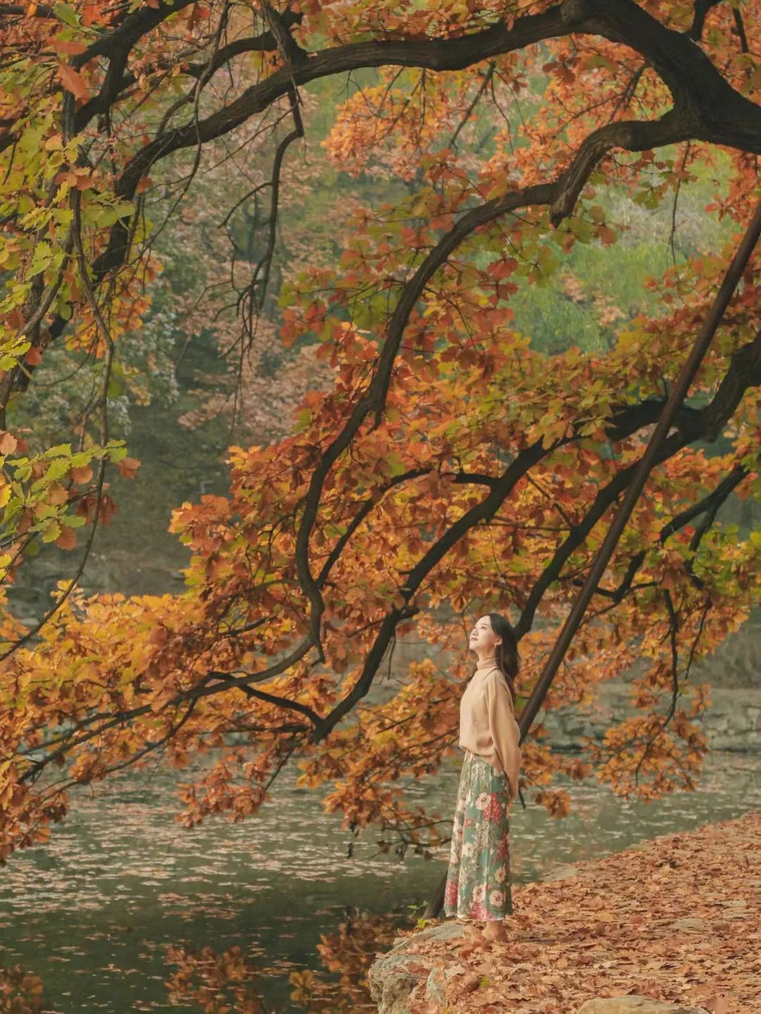 一入秋北京就变成了北平原文,一入秋北京就成了北平是谁说的