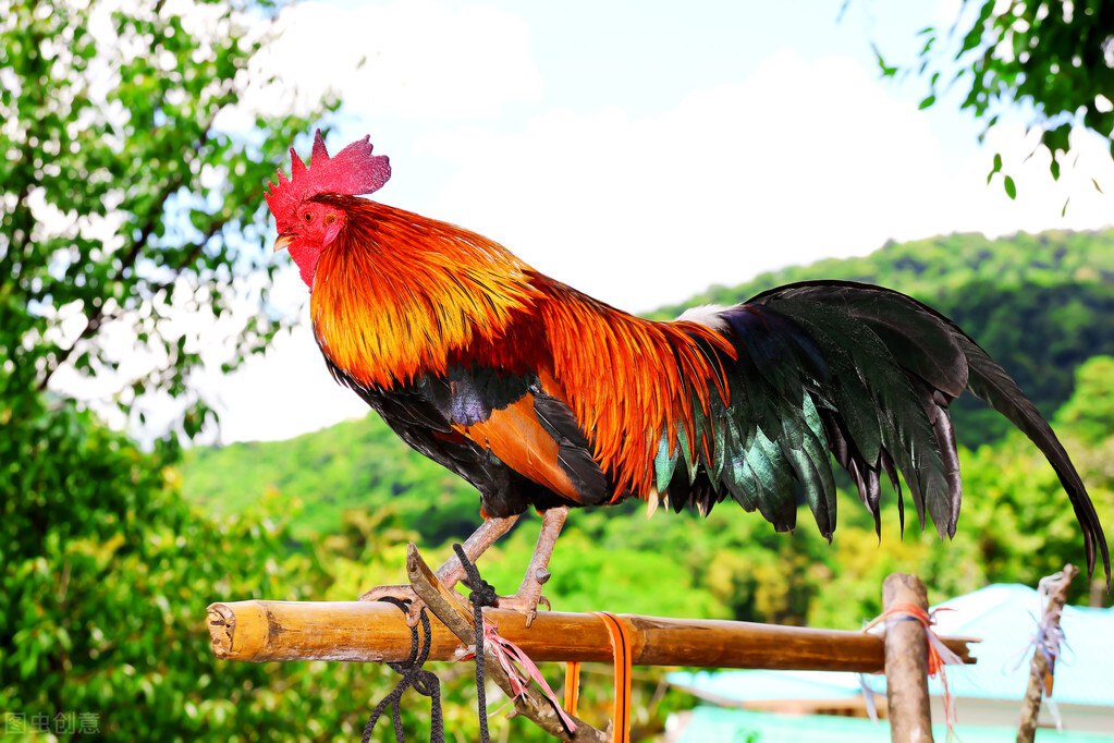 公鸡啄人的真相：公鸡看到的你十分欠啄，人越漂亮越容易中招