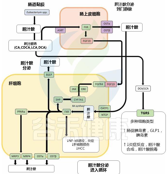 肠道菌群的奥秘与重要性,肠道中的有益菌属于益生菌吗