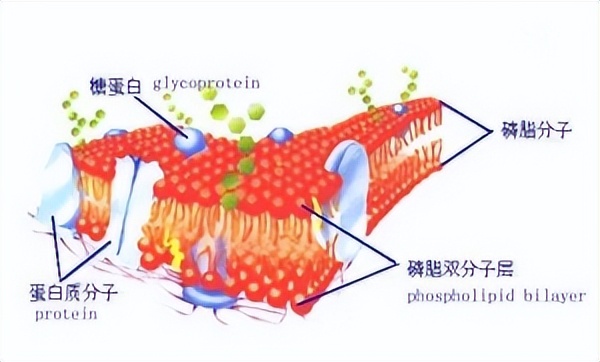抗心磷脂抗体图片解释,磷脂指什么意思