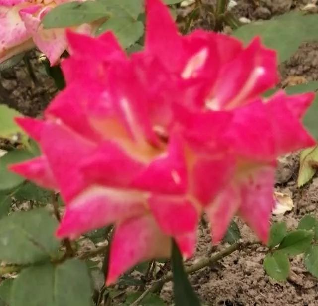 月季品种醉花,月季品种大全及图片欣赏