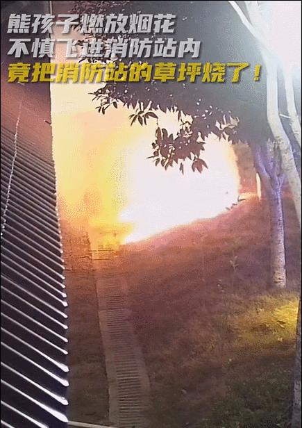 猩猩扔水瓶砸伤游客账号,动物园称猩猩砸伤游客系正当防卫