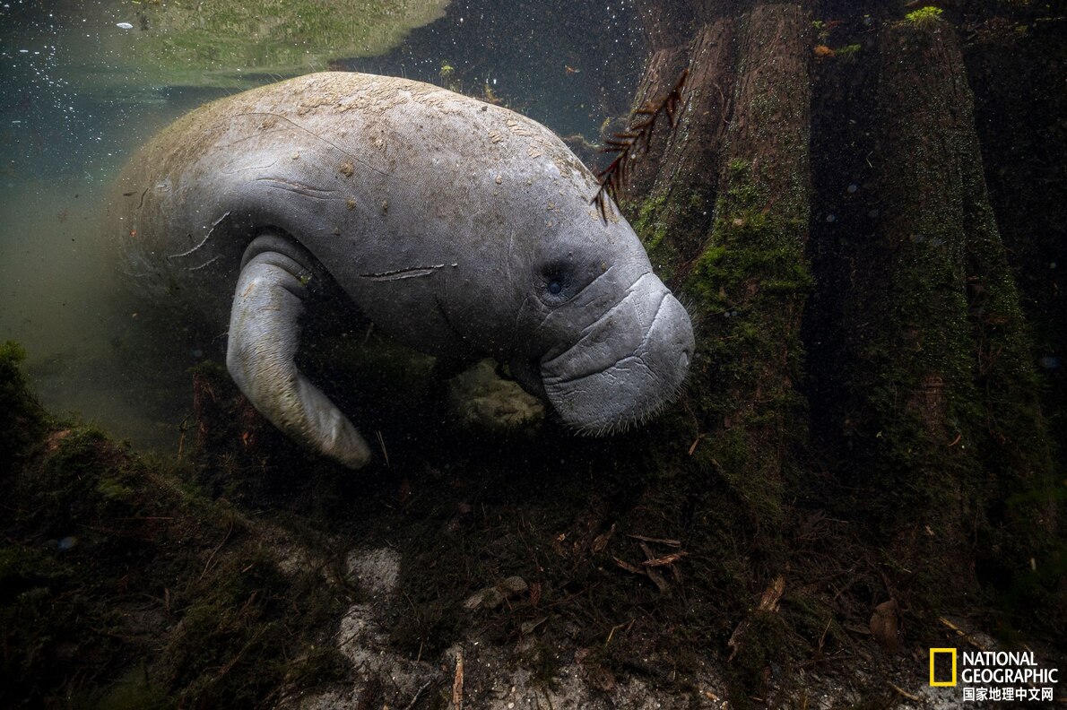 佛罗里达海牛意外去世,佛罗里达海牛死亡