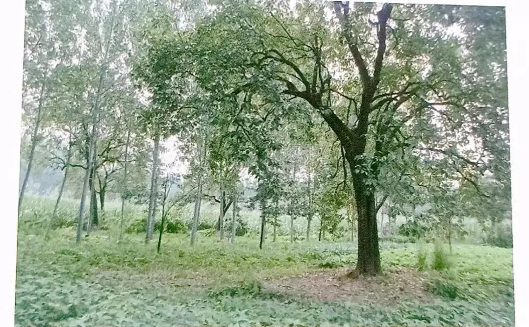 成武县古树,临武县古树