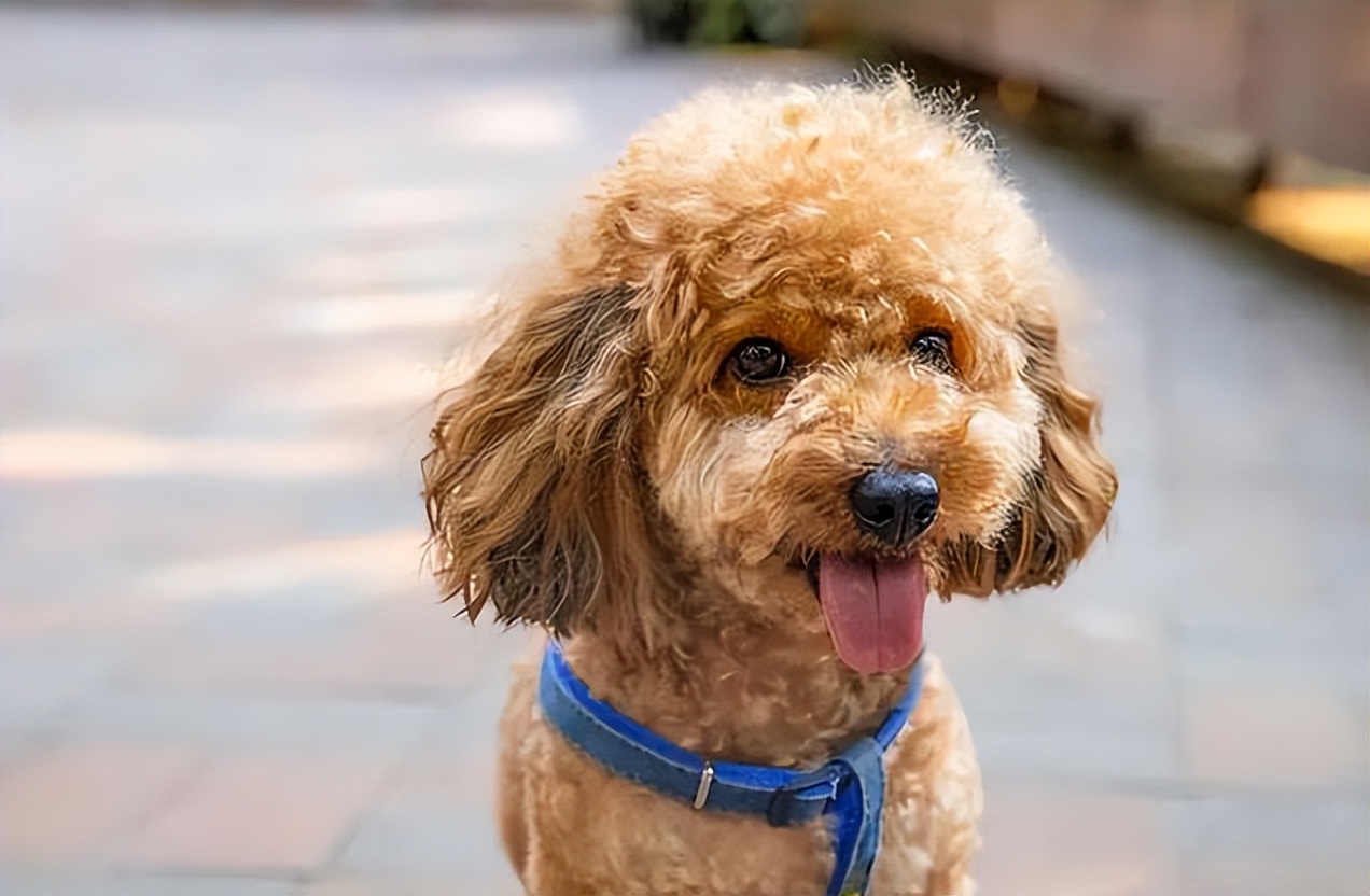 住小区适合养的宠物,住小区适合养什么柴犬
