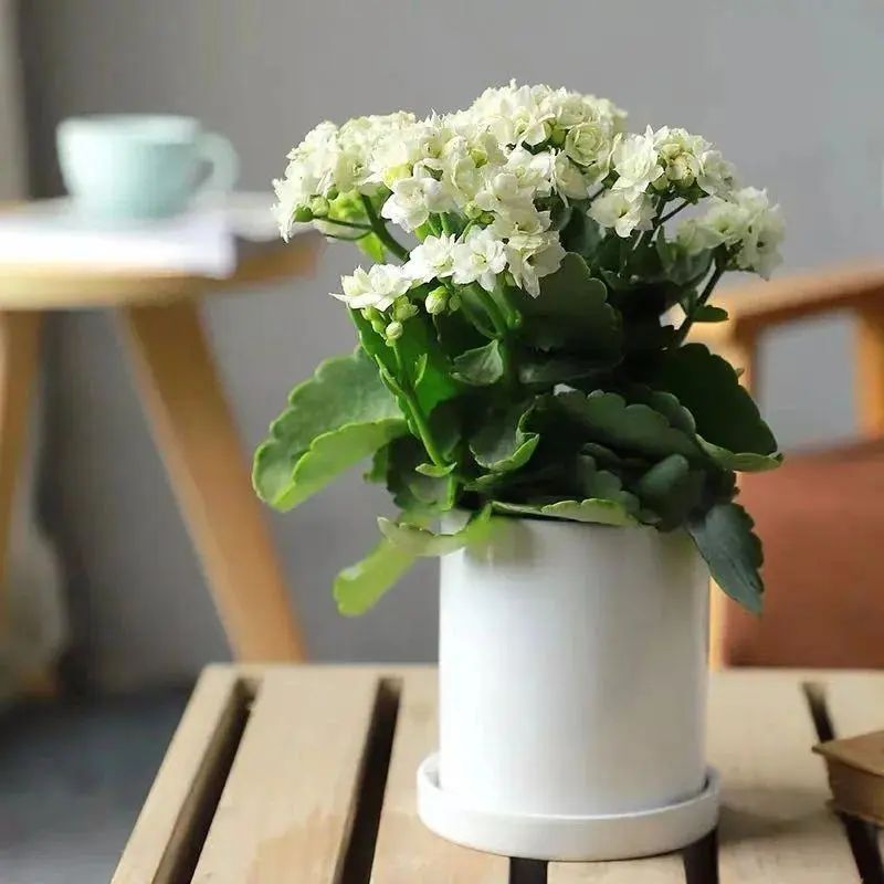 网上买花怎么样的才算不踩坑,在实体店买花好还是在网上买花好