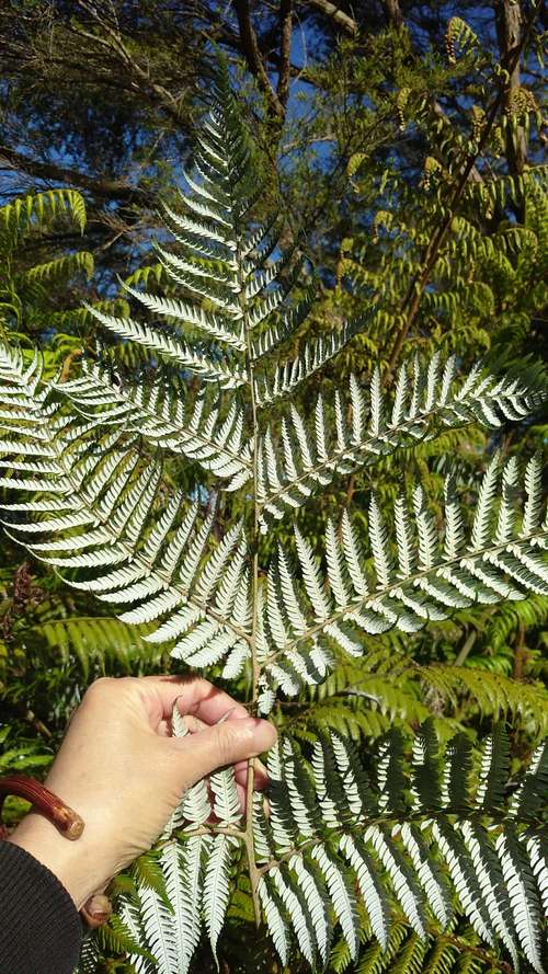 新西兰是个怎样的国家？20个知识点带你走进新西兰