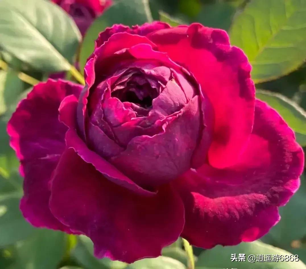 欧月皇宫深紫色月季花,月季花美图