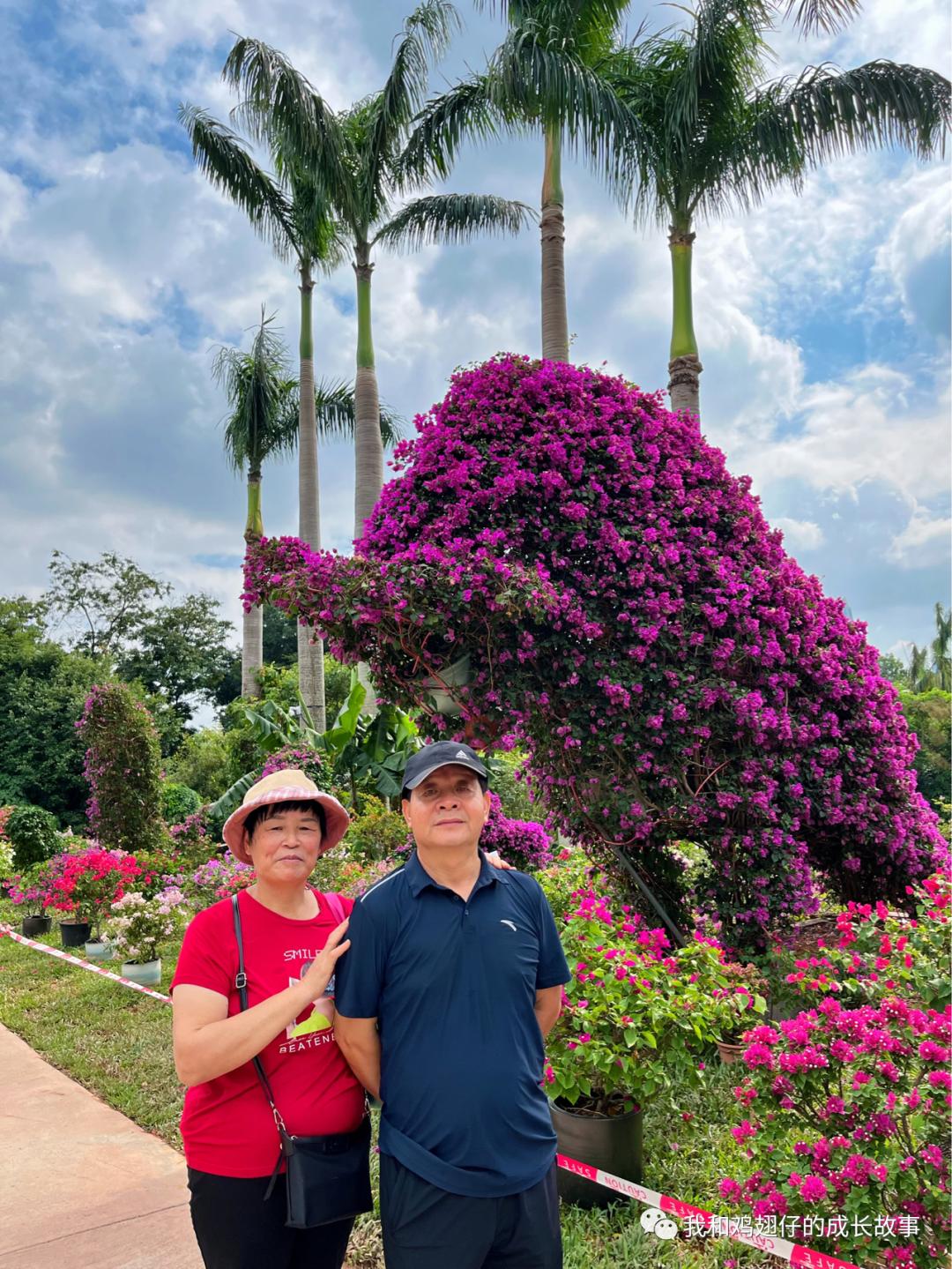 2019深圳莲花山簕杜鹃花展美不美,深圳莲花山一年一度的簕杜鹃花展