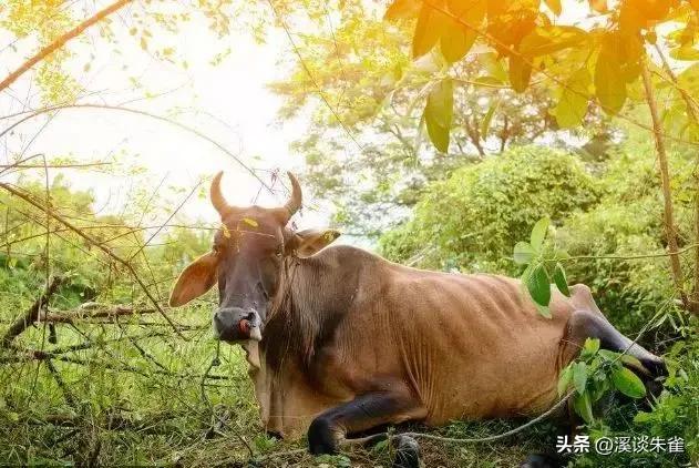 巴西布兰格斯牛和内洛尔牛中,探索双叉巴贝虫和蜱虫的季节性波动