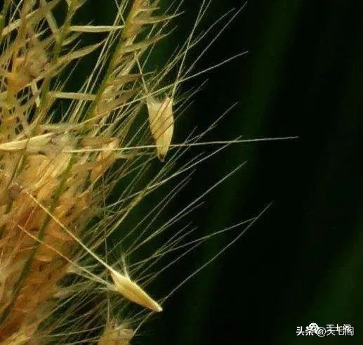 廿四节气纪录片秋分,廿四节气之立夏