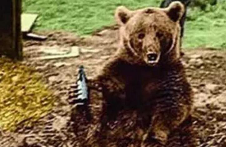 唯一参加过二战的棕熊与士兵训练,参加二战的俄罗斯熊