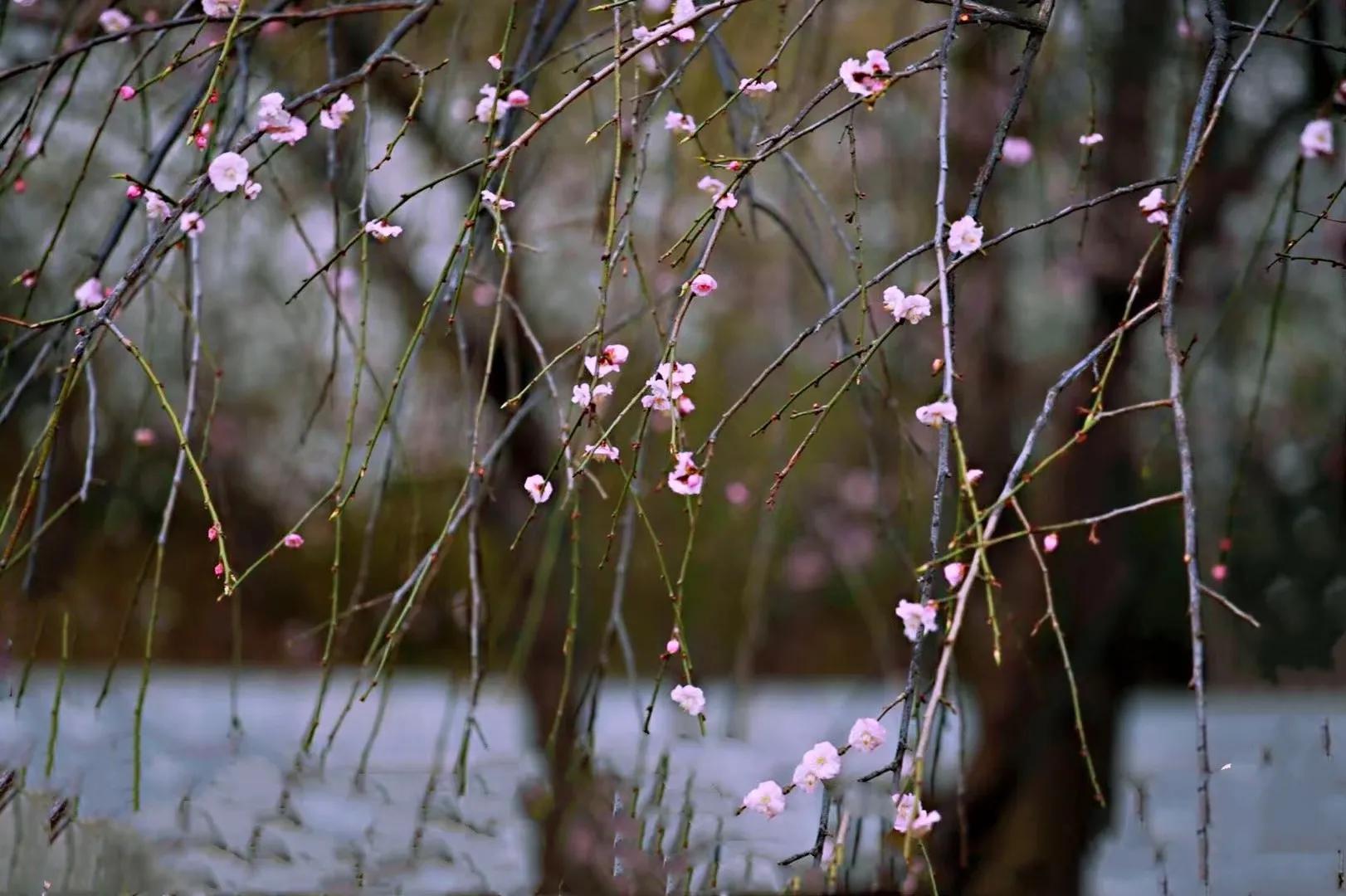 王安石咏菊其二原诗,梅花其二王安石古诗