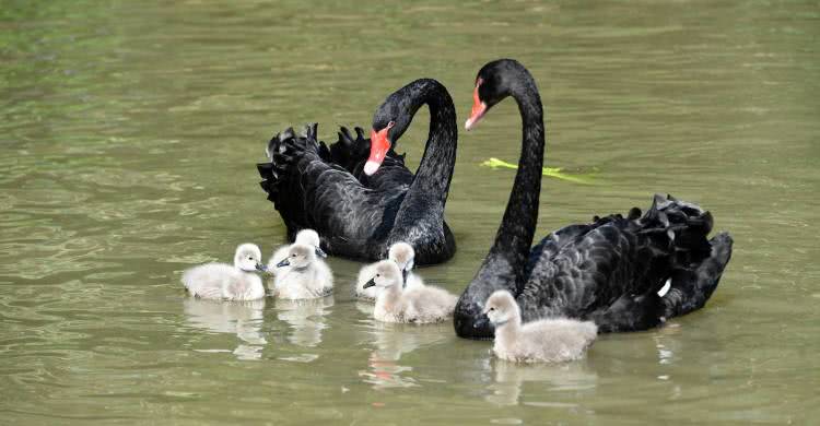 住野趣C位-广州长隆酒店！含高级客房+童趣乐园+广州长隆园区门票