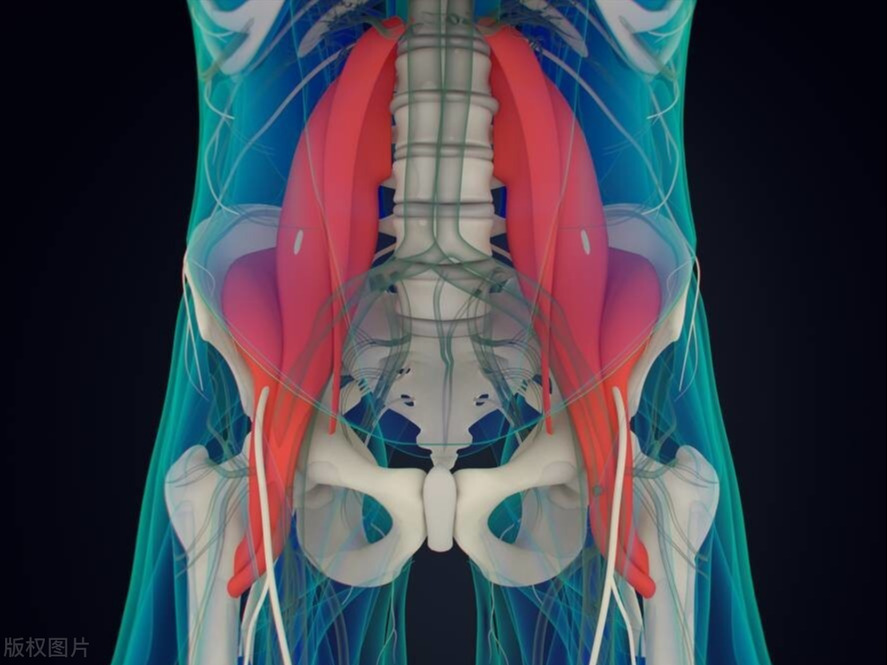 下蹲的正确动作，日常自我查体的参考、锻炼双腿的保障