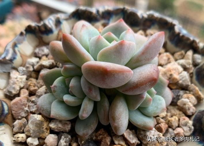 多肉叶插不用优芽素多久长根,多肉叶插不用营养液可以吗