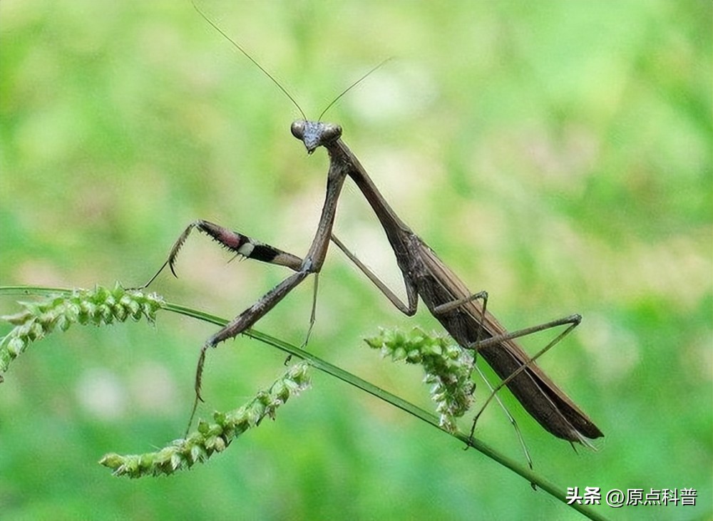 美国的昆虫入侵,盘点入侵美国的七大昆虫