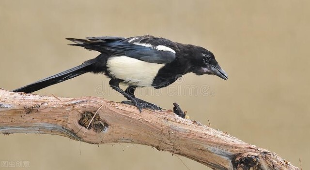 农村喜鹊在房顶,农村喜鹊越来越少