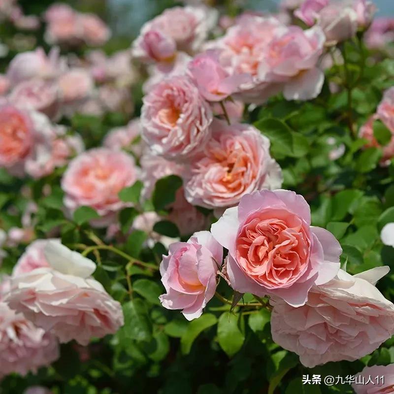 黄色系藤本月季哪个品种好,适合海南种的藤本月季品种