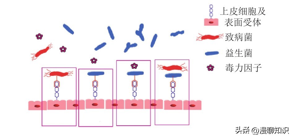 益生菌与致病菌的竞争结合位点有哪些？如何抑制它的生长？
