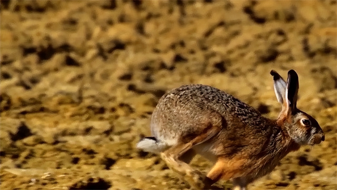 澳大利亚野兔泛滥为什么人不吃,澳洲野兔泛滥多达100亿只