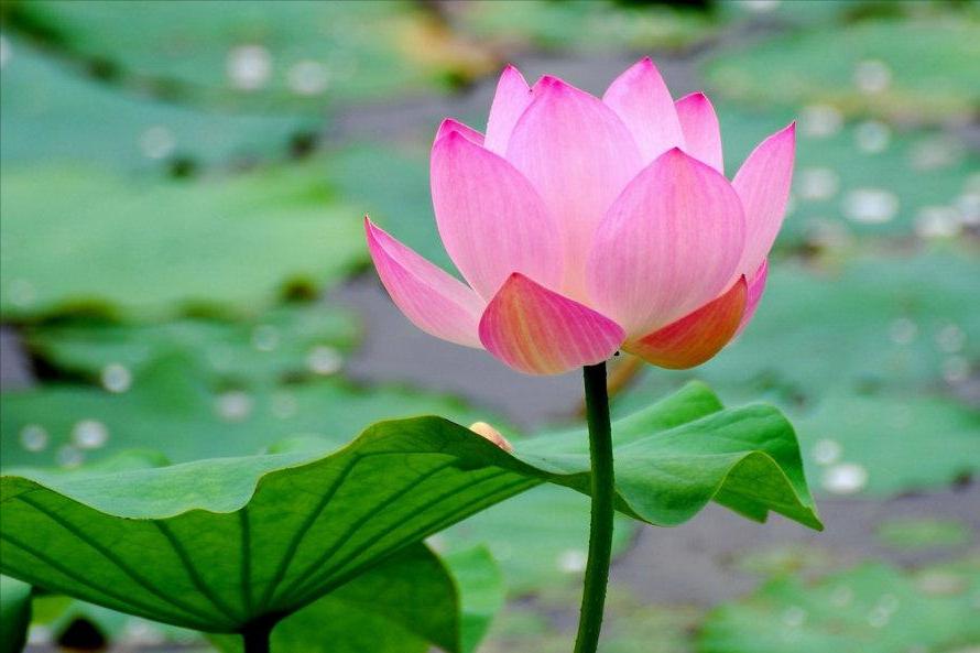 70句唯美荷花诗词,关于荷花的绝美诗句