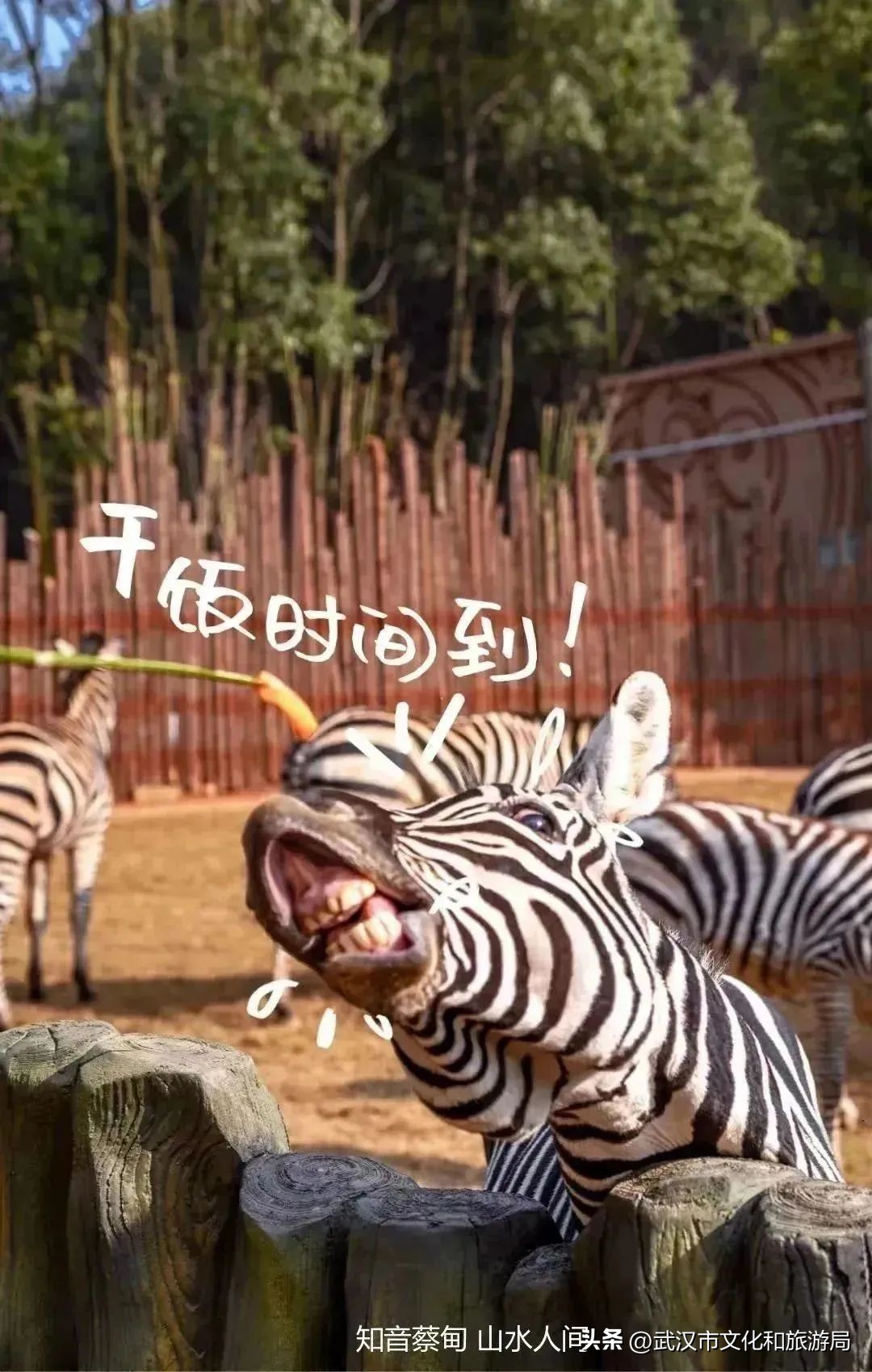 又红又大的草莓欢迎采摘,最近的草莓采摘在哪里