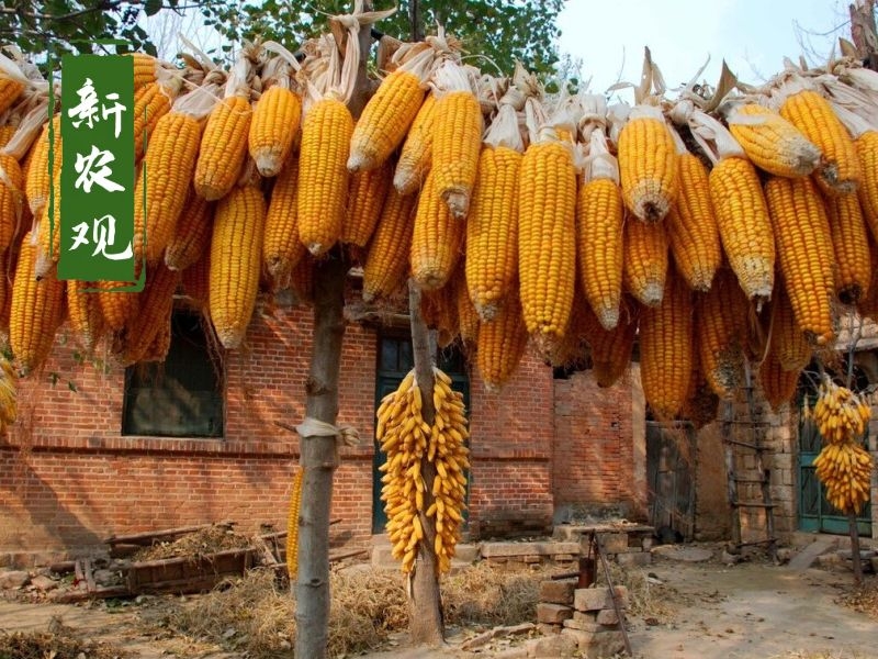 山东玉米价格能跌还是涨,未来一个月山东玉米行情走势如何