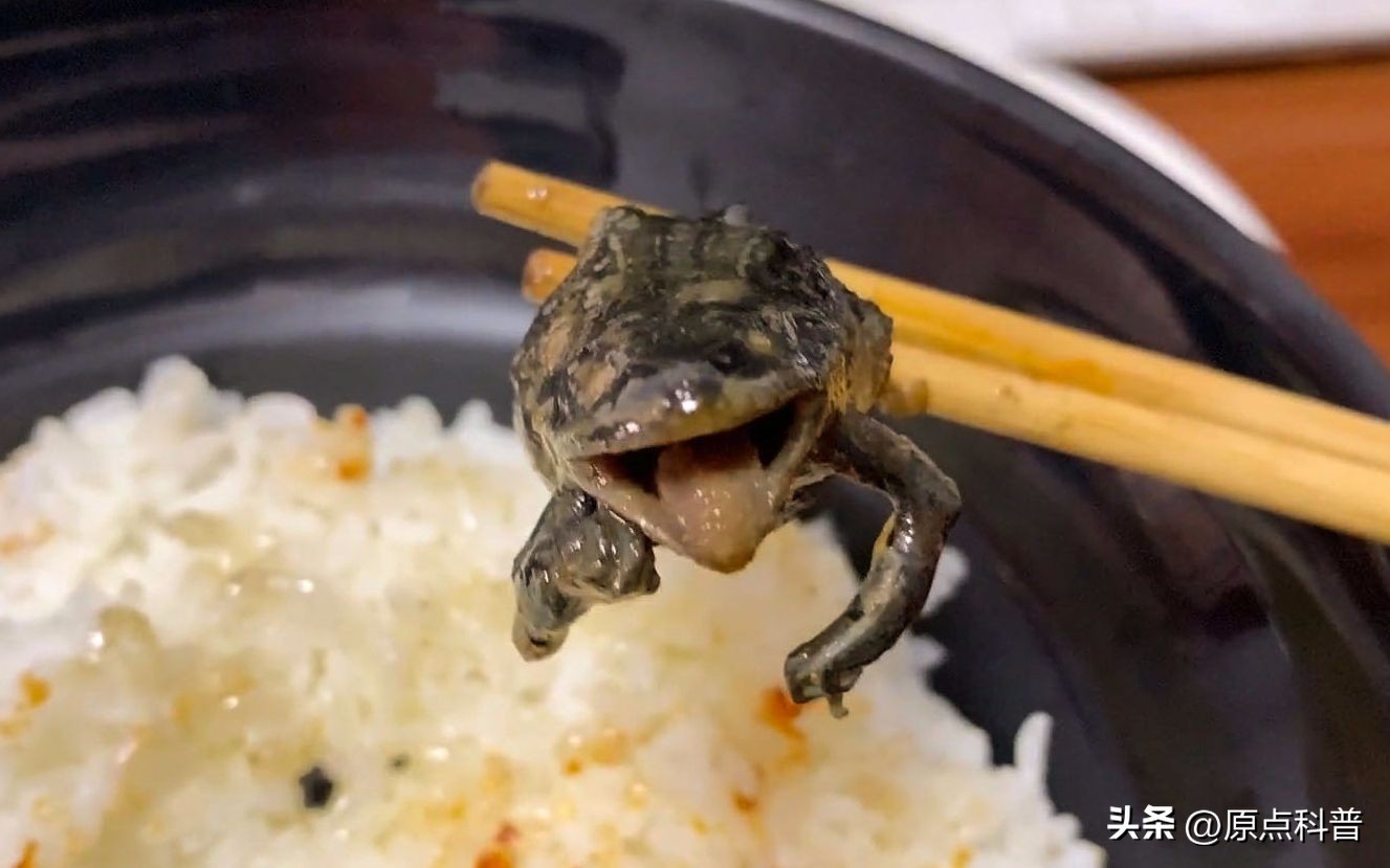 有哪些特色美食只有当地人才知道,全国各地的奇葩美食