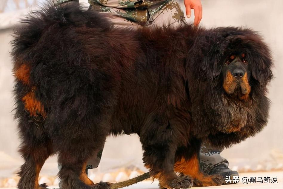 纯种野生藏獒濒临灭绝,藏獒这10年来都经历了啥