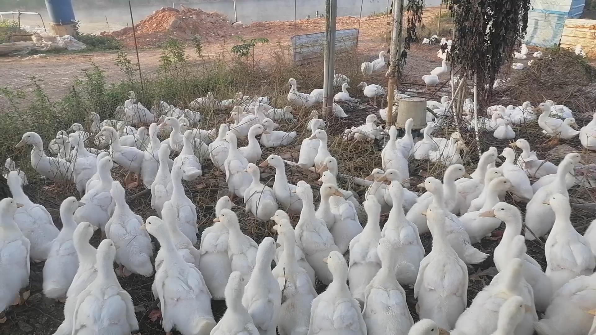 蛋鸭怎么养殖产蛋高,产蛋鸭的养殖技术