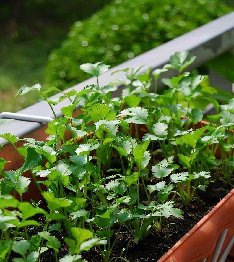 不建议在阳台种的8种菜,阳台种菜推荐种什么