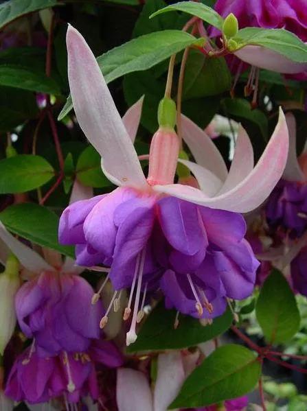 美丽的花倒挂金钟,美丽的倒挂金钟花图片