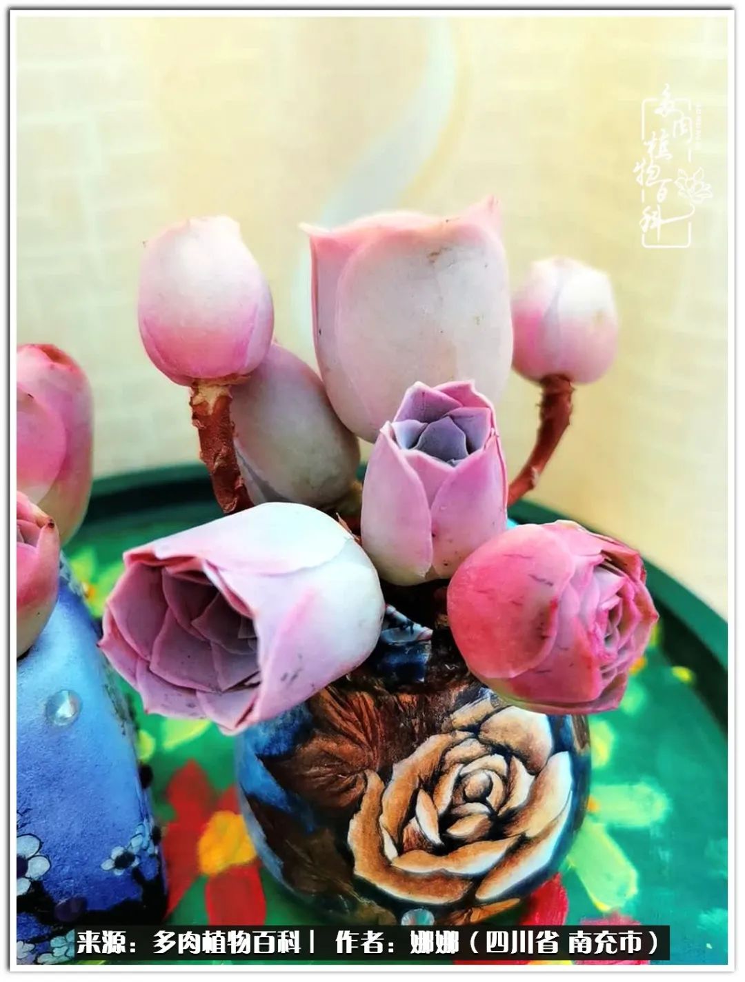 带刺的玫瑰阳台多肉,开花的玫瑰多肉