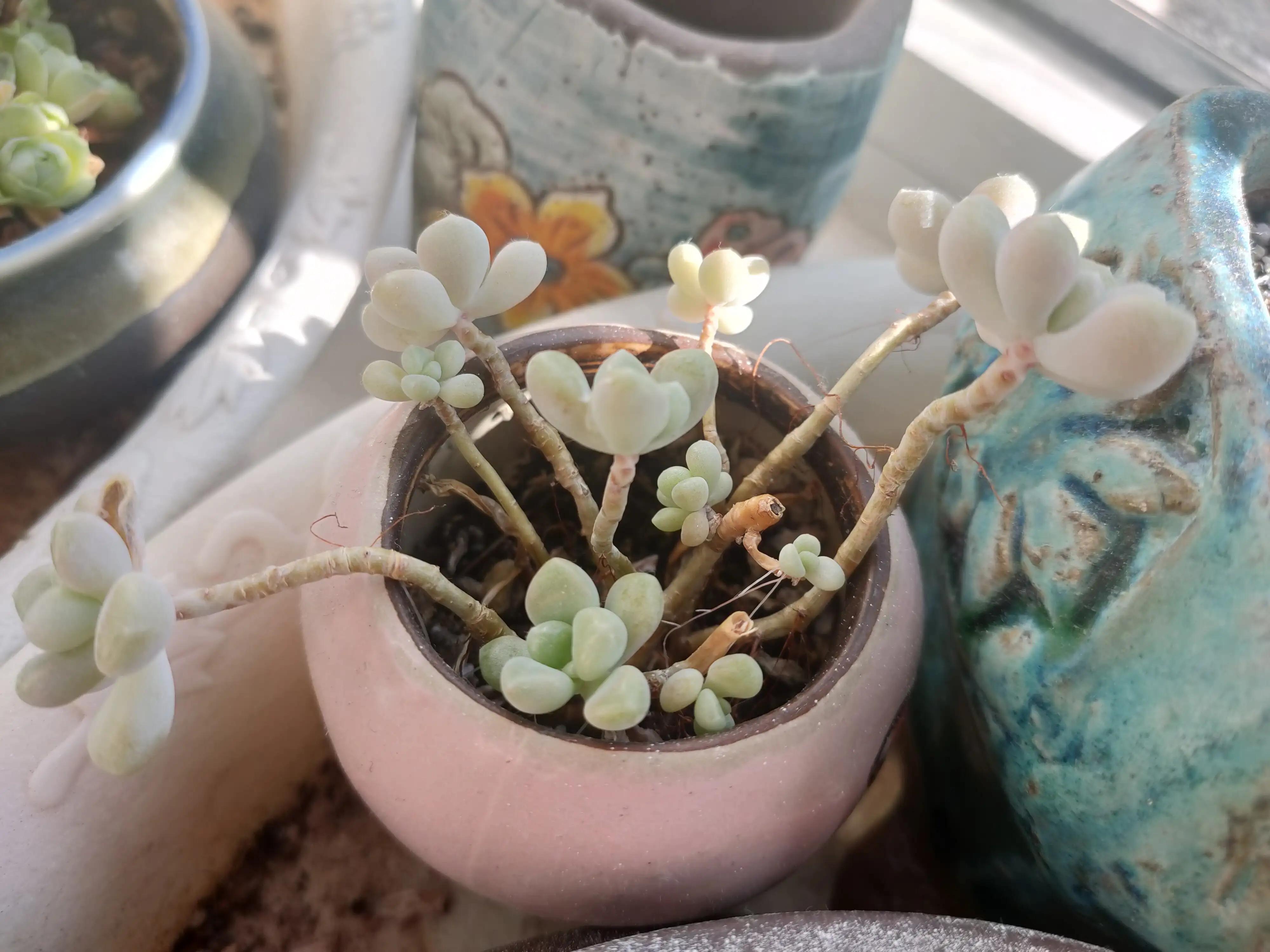 雪樱多肉韩国进口,韩国芦荟多肉品种